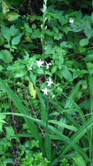 Chlorophytum bowkeri