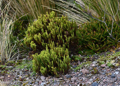 Hypericum lancioides