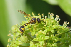 Eumenes mediterraneus
