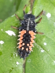 Harmonia axyridis