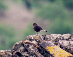 Oenanthe leucura