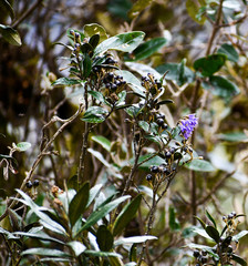Solanum stenophyllum