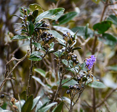 Solanum stenophyllum