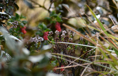 Valeriana microphylla