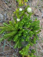 Phyliceae