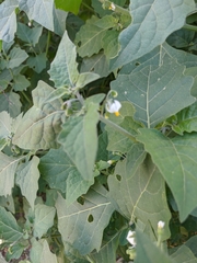 Solanum villosum