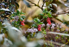 Ribes hirtum