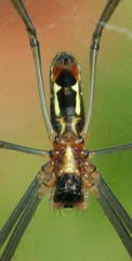 Trichonephila senegalensis annulata
