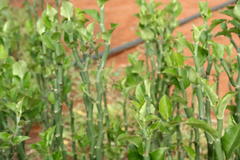 Trichonephila senegalensis annulata