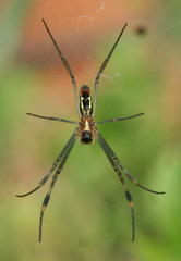 Trichonephila senegalensis annulata