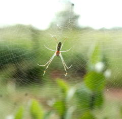 Trichonephila senegalensis annulata