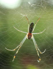 Trichonephila senegalensis annulata