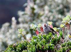 Ribes hirtum