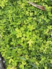 Arachis