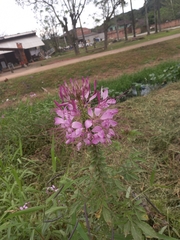 Cleome houtteana