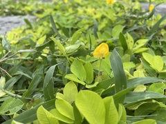 Arachis