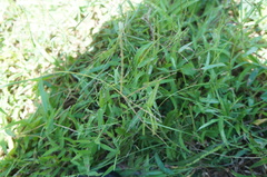 Paspalum langei