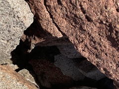 Urosaurus ornatus schmidti