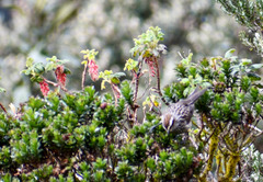 Leptasthenura andicola