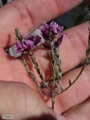 Amphithalea ericifolia ericifolia