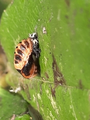Harmonia axyridis