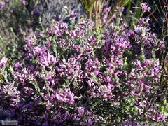 Amphithalea ericifolia ericifolia