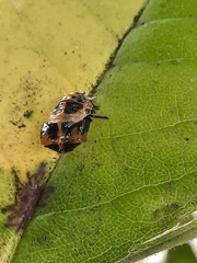 Harmonia axyridis