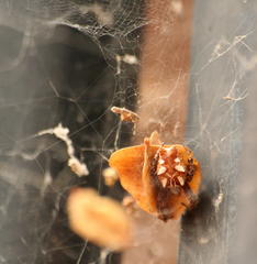 Combretum hereroense