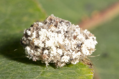 Chrysopa quadripunctata