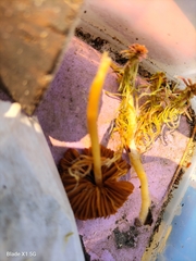 Galerina tibiicystis