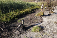 Thelypteris confluens