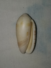 Vullietoliva splendidula