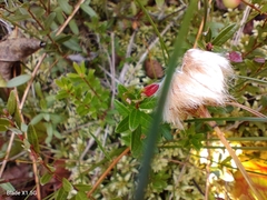 Exobasidium rostrupii