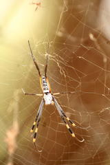 Trichonephila senegalensis annulata