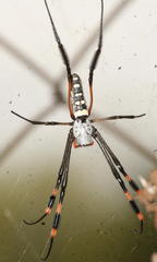 Trichonephila senegalensis annulata