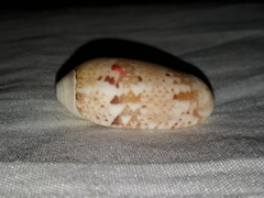 Vullietoliva splendidula