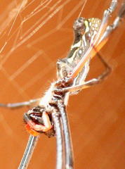 Trichonephila senegalensis annulata