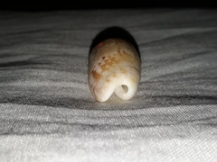 Vullietoliva splendidula