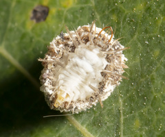 Chrysopa quadripunctata