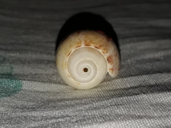 Vullietoliva splendidula