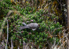 Leptasthenura andicola