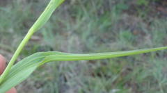 Afroaster serrulatus