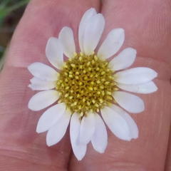 Afroaster serrulatus