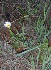 Afroaster serrulatus