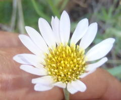 Afroaster serrulatus
