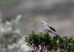 Leptasthenura andicola