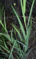 Afroaster serrulatus