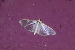 Palpita vitrealis
