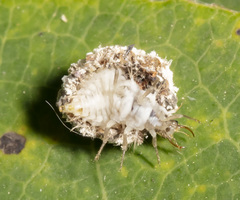 Chrysopa quadripunctata