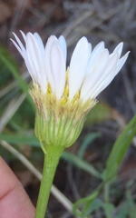 Afroaster serrulatus